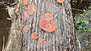 Ganoderma is a genus of polypore fungi in the family Ganodermataceae found in the trunk of tree
