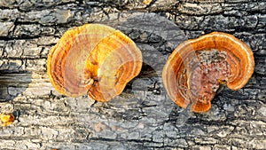 Ganoderma is a genus of polypore fungi in the family Ganodermataceae found in the trunk of tree