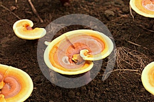 Ganoderma or Lingzhi mushroom in the nature