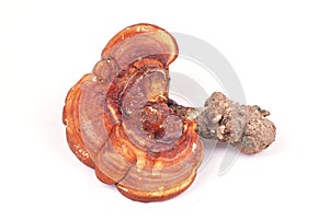 Ganoderma lucidum photo