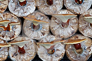 Ganoderma lucidum photo