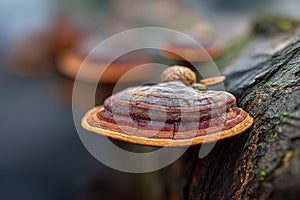 Ganoderma Lucidum aka Reishi mushroom in the forest. Generative Ai
