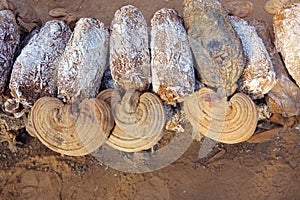Ganoderma lucidum cultivation