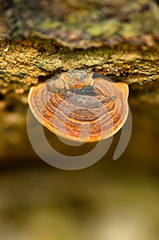 Ganoderma lucidum fungus in tropical rainforest