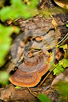 Ganoderma lucidum fungus in tropical rainforest