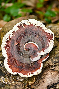 Ganoderma lucidum fungus in tropical rainforest