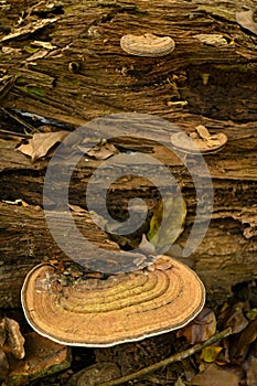 Ganoderma lucidum fungus in tropical rainforest