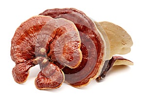 Ganoderma Lucidum isolated on white.