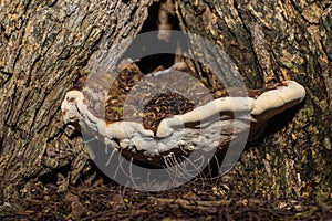 Ganoderma Lucidum (Lingzhi mushroom) photo