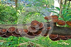 Ganoderma lucidum mushroom photo