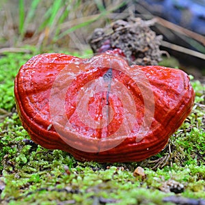 Ganoderma lucidum mushroom