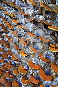 Ganoderma lucidum mushroom