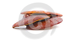 Ganoderma Lucidum Mushroom an isolated on white background