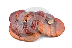 Ganoderma Lucidum Mushroom an isolated on white background photo