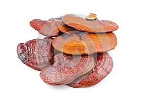Ganoderma Lucidum Mushroom an isolated on white background