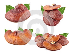 Ganoderma Lucidum Mushroom an isolated on white background.