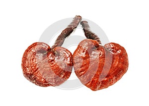 Ganoderma lucidum mushroom isolated on white