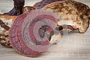 Ganoderma Lucidum Mushroom on wood