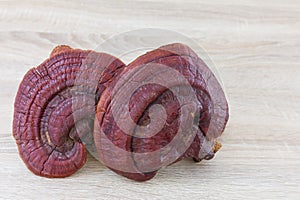 Ganoderma Lucidum Mushroom on wood