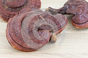 Ganoderma Lucidum Mushroom on wood