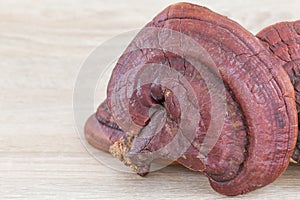 Ganoderma Lucidum Mushroom on wood