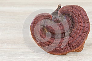 Ganoderma Lucidum Mushroom on wood background