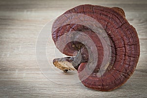 Ganoderma Lucidum Mushroom on wood background