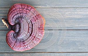 Ganoderma lucidum mushroom on wood table