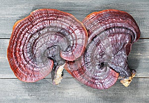 Ganoderma lucidum mushroom on wooden floor