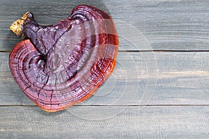 Ganoderma lucidum mushroom on wooden floor