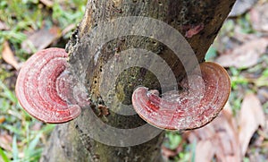 Ganoderma lucidum mushrooms. photo