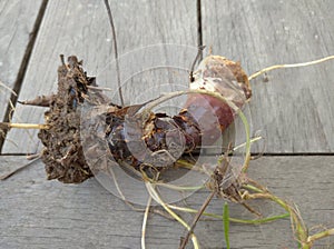Ganoderma lucidum, reishi mushroom, edible