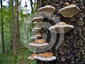 Ganoderma lucidum - tree mushroom photo