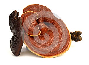 Ganoderma lucidum on the white background.