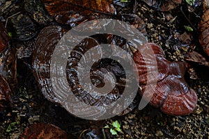 Ganoderma mushroom- oriental fungus on rain fed ground