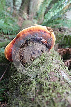 Ganoderma Oregonensis Mushroom photo