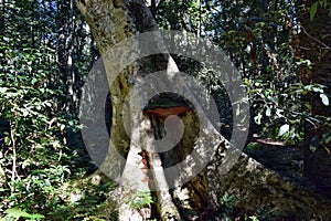 Ganoderma polypore mushroom growing on wood