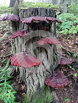 Ganoderma sessile