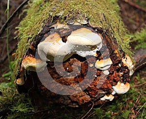 Ganoderma Species Babies on Rotten Hemlock Log