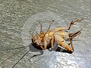 This is a gansir, a type of large, brownish grasshopper insect