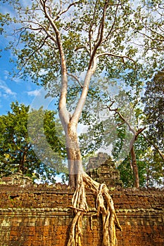 Gant tree with roots on the ancient wall
