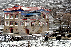 Ganzi, China: Tibetan House and Yaks