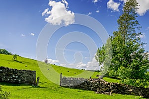 A gap in a dry stone wall with a windswept tree.