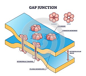 Gap junction as anatomical intercellular connection structure outline diagram