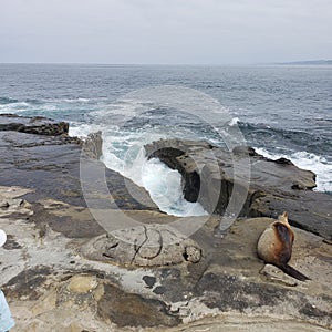 A gap in a rock wall looking out at the ocean and waves with a sea lion laying nearby