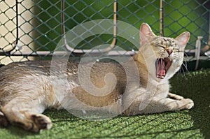 Gape cat, Portrait of Burmilla cat photo