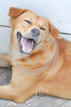 Gape dog or open the mouth photo