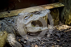 Gaping Alligator photo