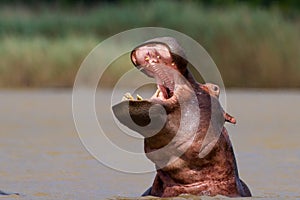 Gaping Hippo photo