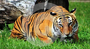 Gaping mouth tiger photo